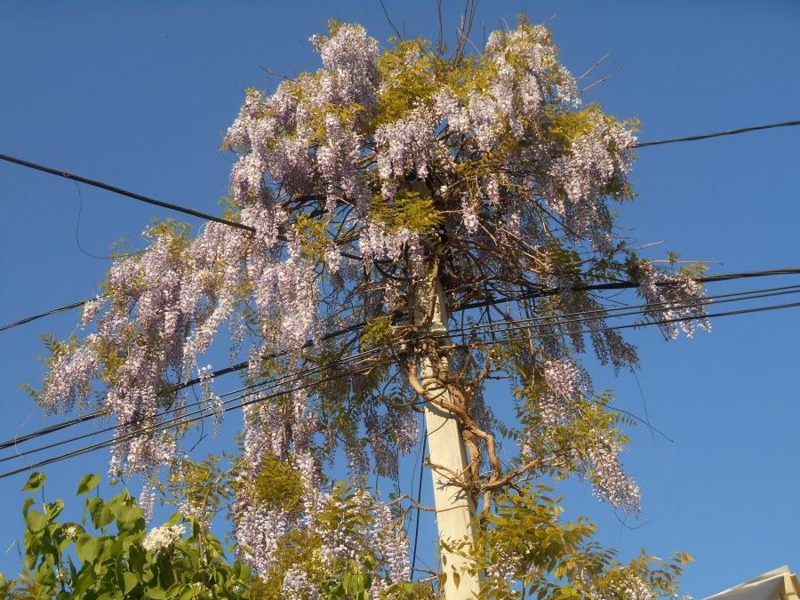 DSCN2604